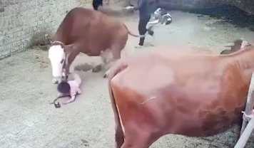 KrudPlug Mobile - Little girl gets stomped out by a cow in China 