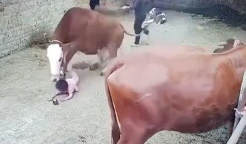 KrudPlug Mobile - Little girl gets stomped out by a cow in China